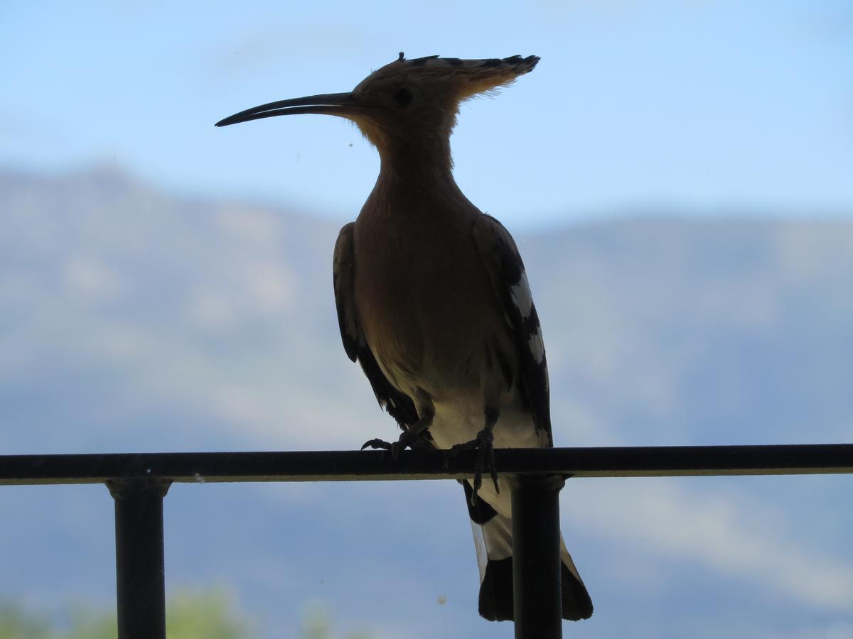 Quinta De Seves Guest House Covilhã Eksteriør bilde